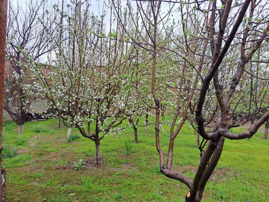 Katta bog'li dacha sotiladi