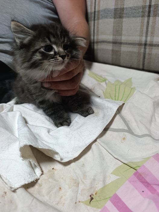 Отдам котят в добрые руки