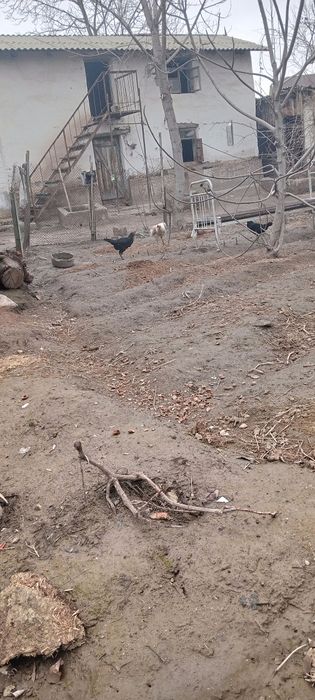 Dakan 100 talik kares oppoq