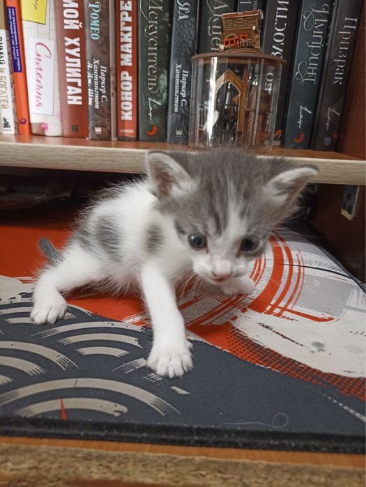 Отдам даром котят