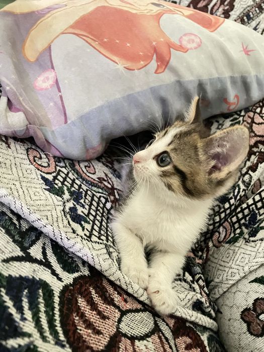 Отдам котенка мальчика