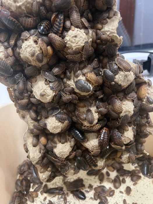 Продам аргентинских тараканов (Blaptica dubia)