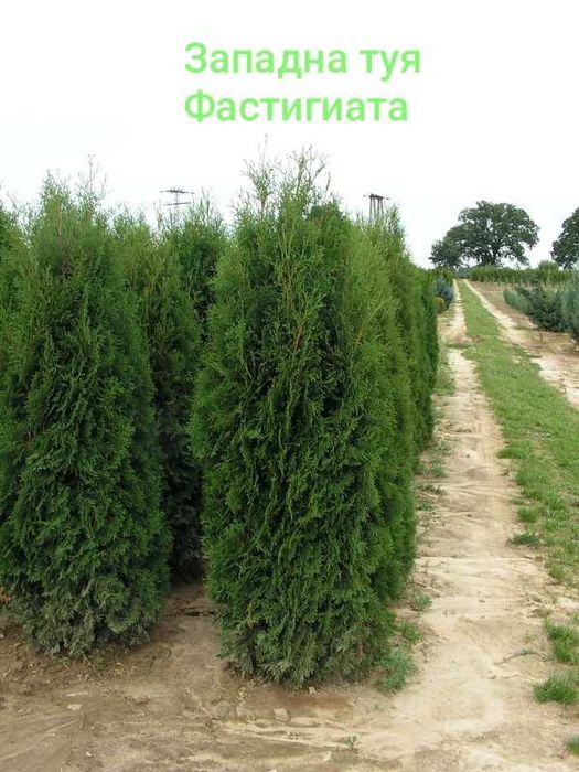Западна туя - Смарагд и Фастигиата