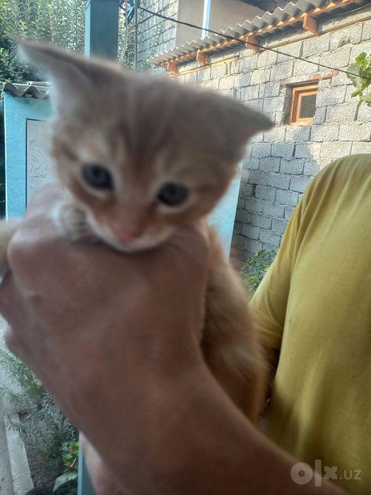 продаю вислоухих котят. Без паспорта