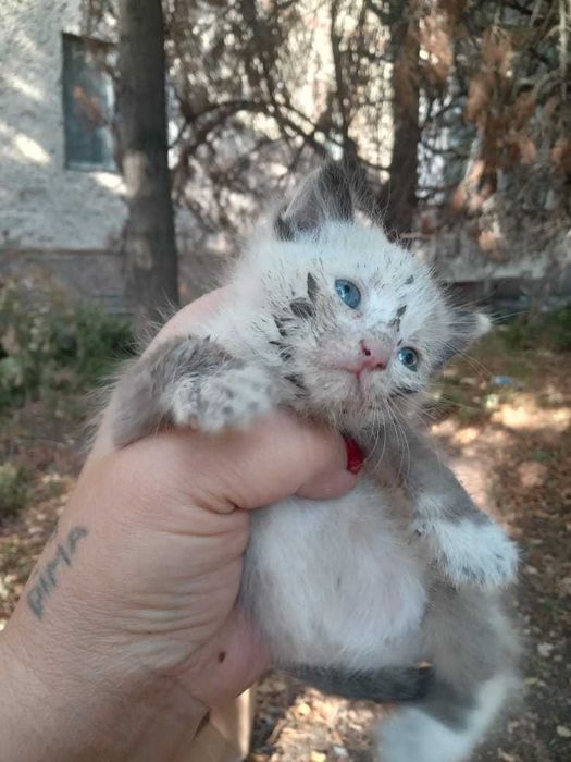 отдам котят в добрые руки