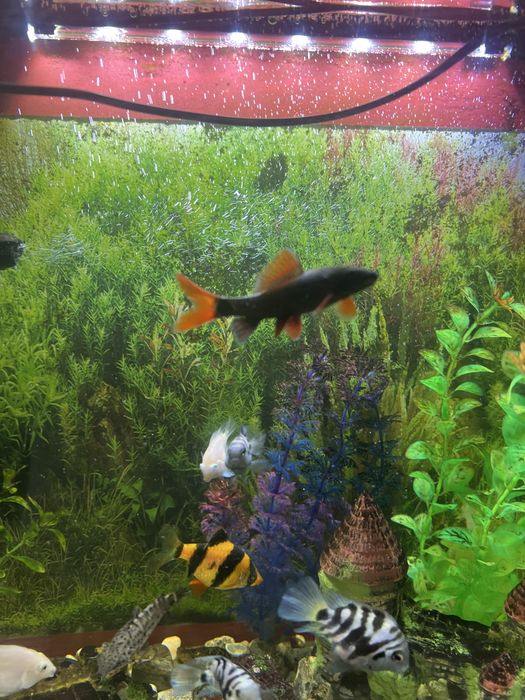 Аквариум 40 л вместе с рыбками