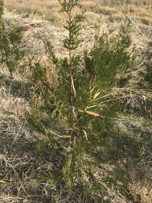 Саженцы туя крыагач