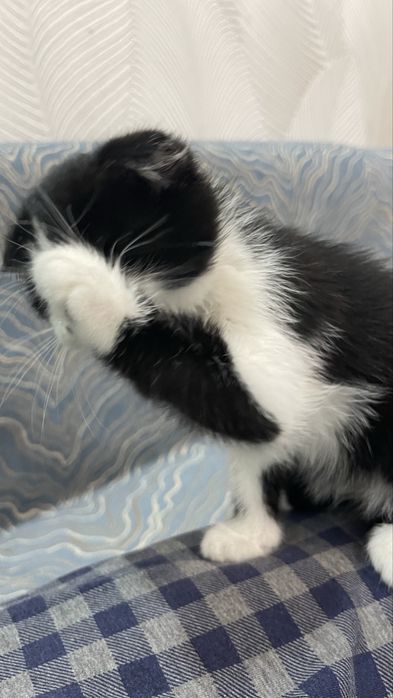 Котенок бесплатно