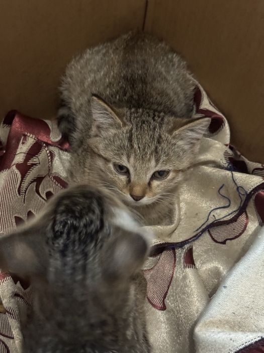 Отдам бесплатно котенка