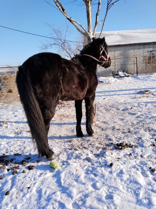 Полутяж айгыр сатылады