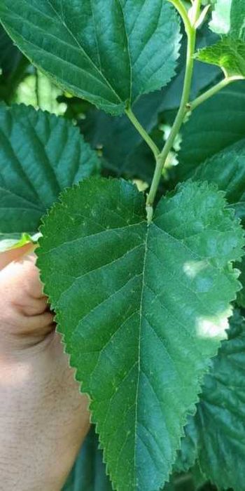 Tut ko'chatlari (shoh tut) sotiladi ||Тут кучатлари (шох тут) сотилади