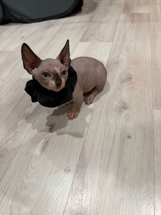 Шикарный сфинкс бамбино