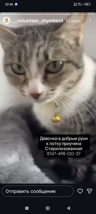 Кошки в Добрые Руки !!!