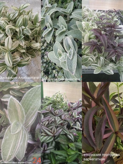 Традисканции и коллизии