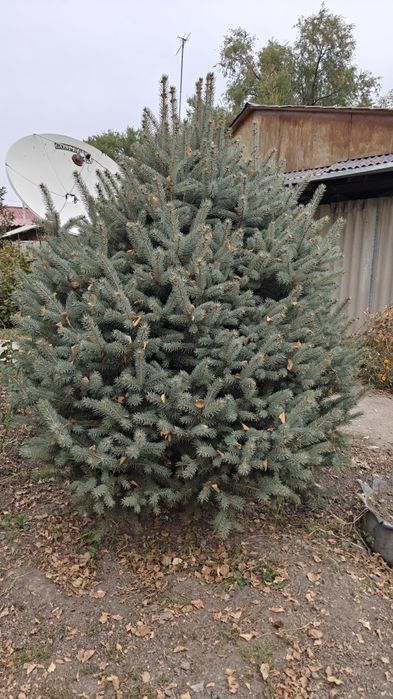 Ель голубая несколько шт