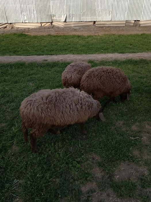 Qochqor va Moda barralar soriladi