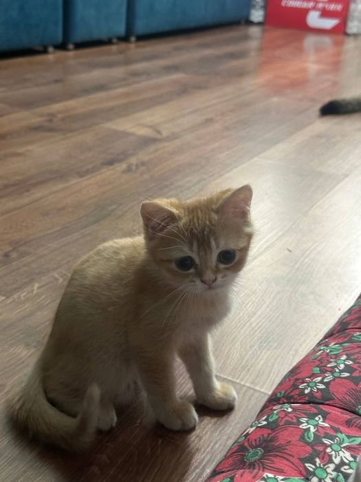 Котята британские шиншиллы