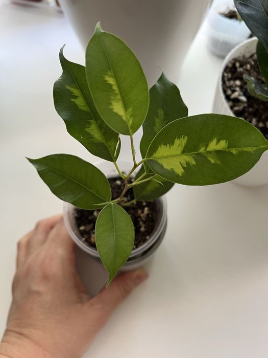 Фикус бенджамина Black diamond