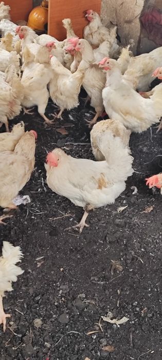 Куры несушки декалб Вайт