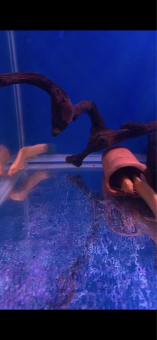 Вьюн Золотой дракон