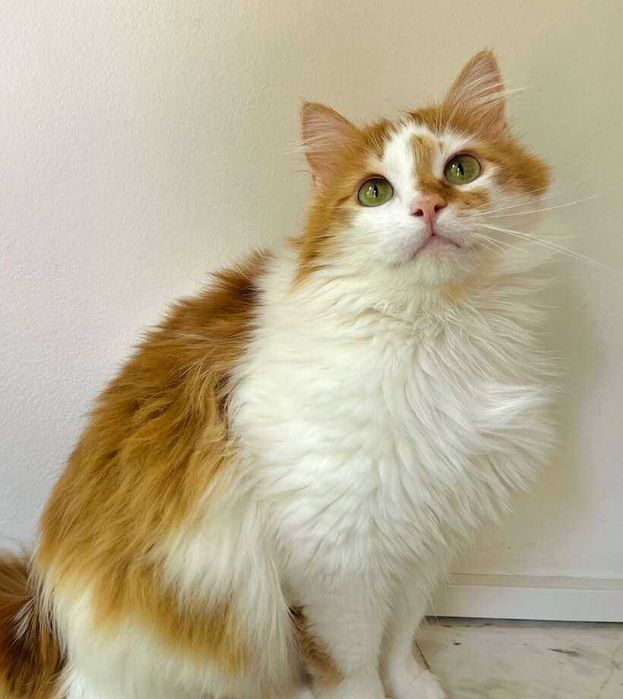 Коте Феличе търси дом