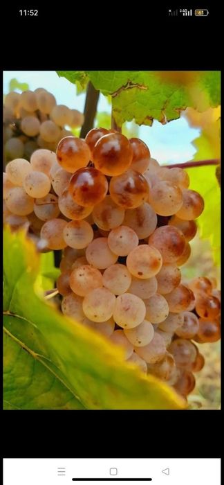 Vand Struguri de Vin