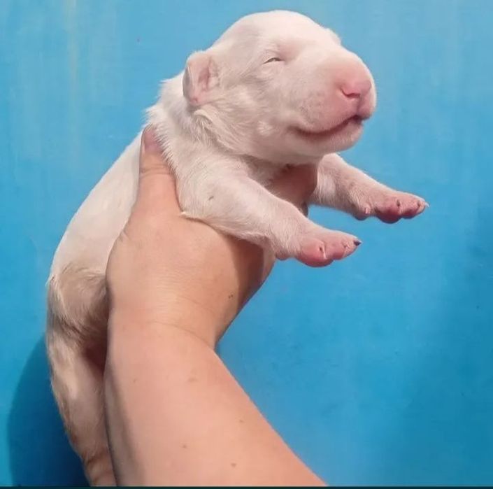 Щенки Бультерьера