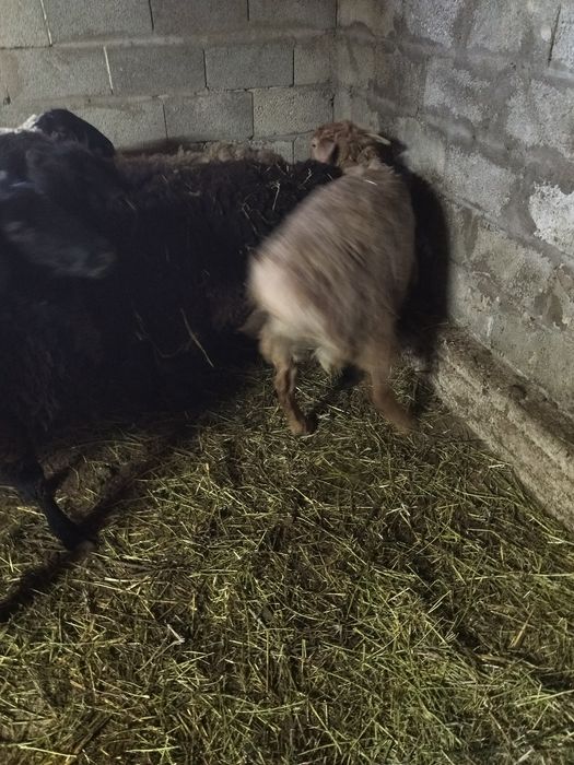 Тоқты сатам. Продам.