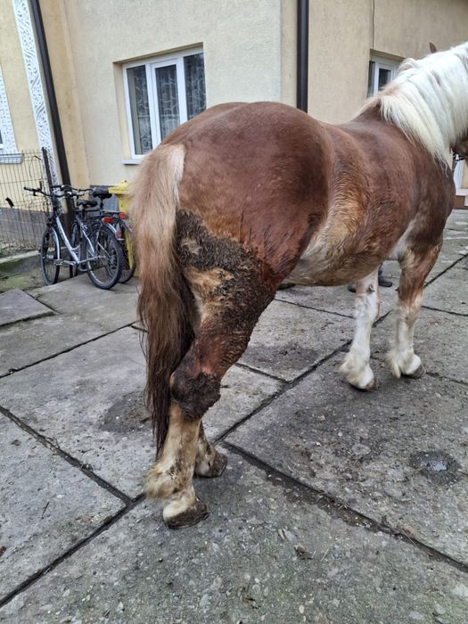 Mânz de vanzare Salva.