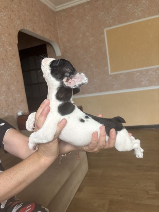 Щенки французкого бульдога