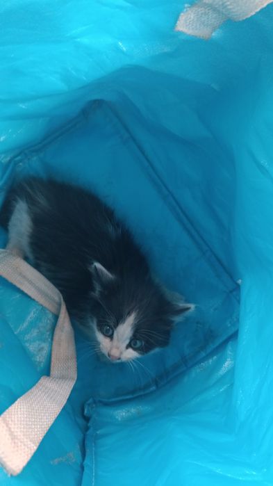 Котенок в добрые руки
