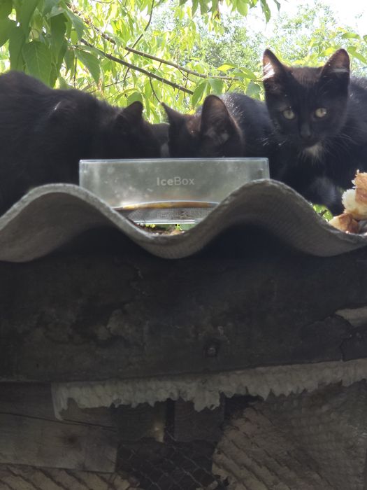 Отдам даром котят