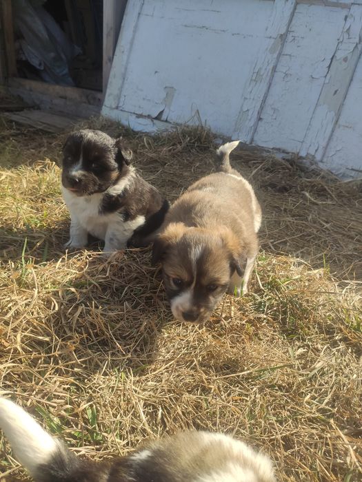 Отдам щенят в добрые руки
