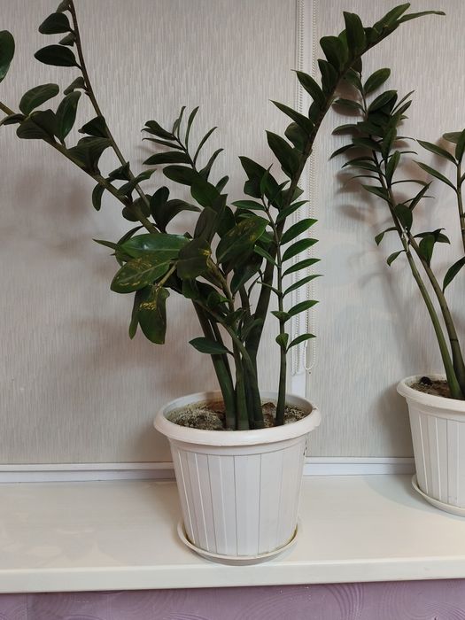 Продам цветы Замиокулькас