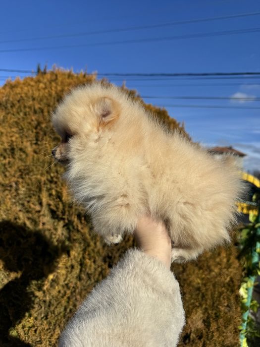 Померан померанче