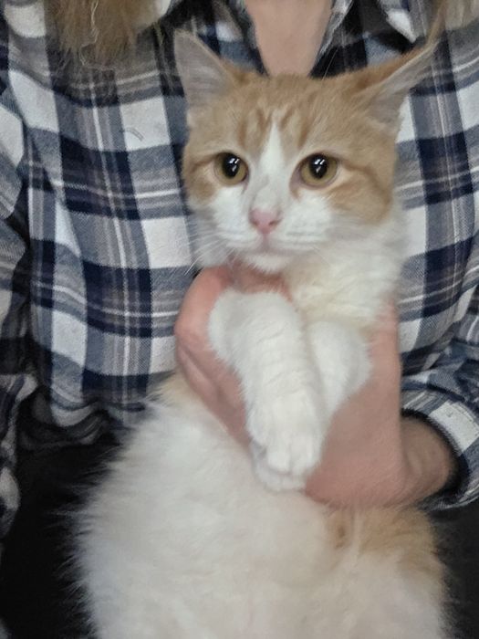 Молодые воспитанные коты