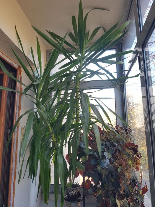 ЮКА голяма палма