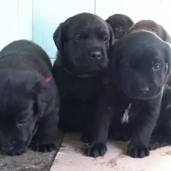 Продам элитных щенков лабрадора ретривера