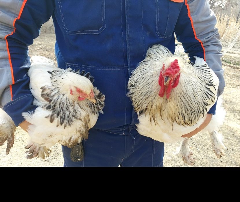 Брама тухумлари 10.000 минг сум