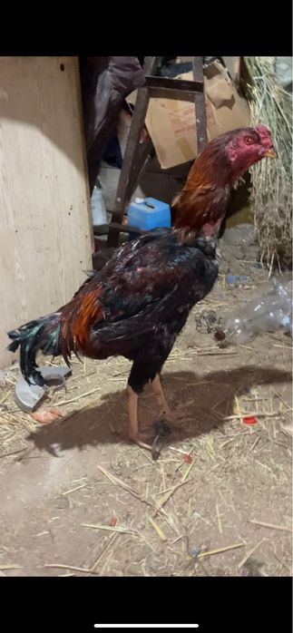 Дакан қораз сатылады. Бағасын келісеміз