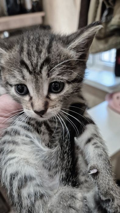 Отдам котят даром!!!