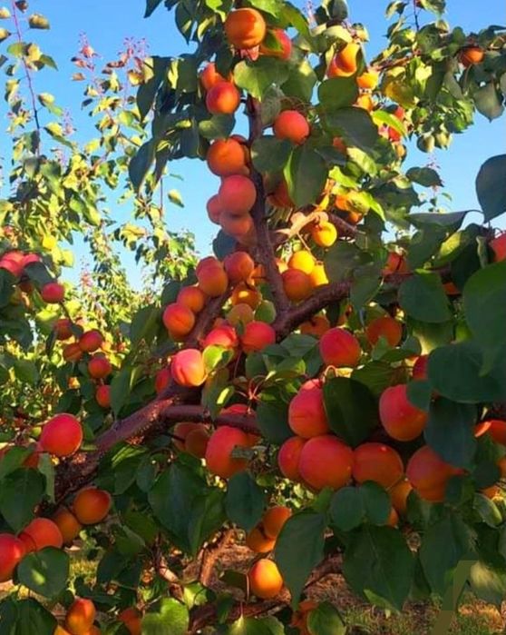 Fructe și legume