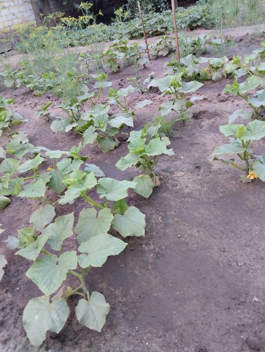 Прополоть огород