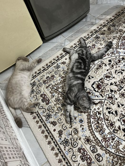 Скотиг фолд, кошки