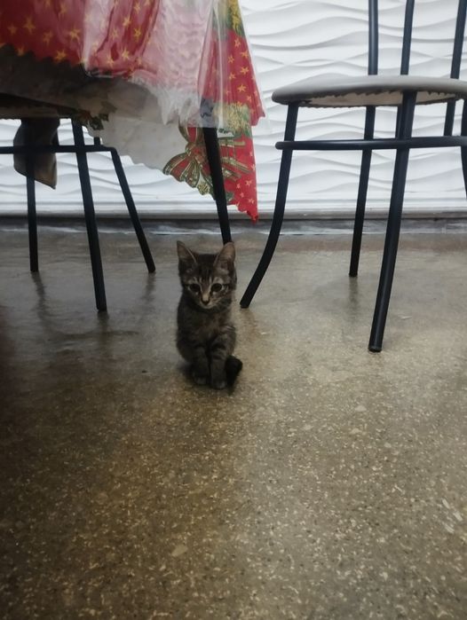 Отдам Котят даром