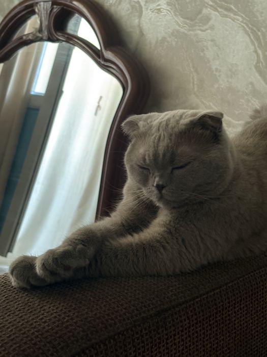 отдам кошку в хорошие оуки