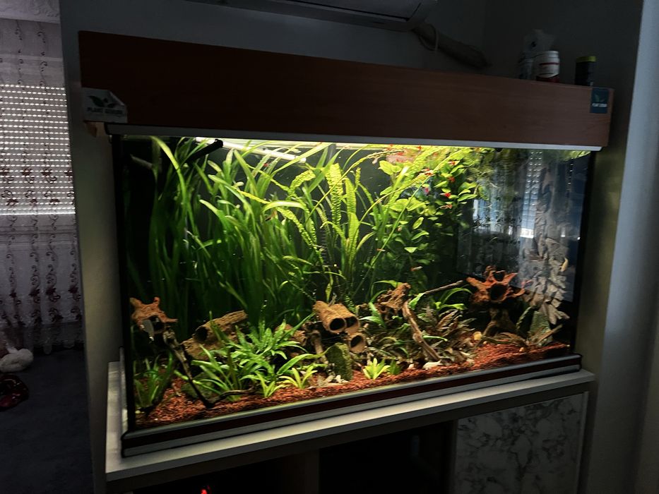 Plante acvariu / anubias / Cryptocoryne / vallisneria