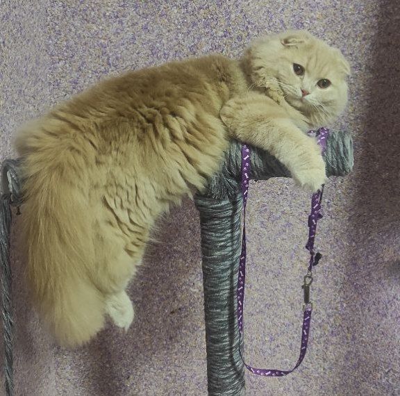 Вислоухий котик в разведение