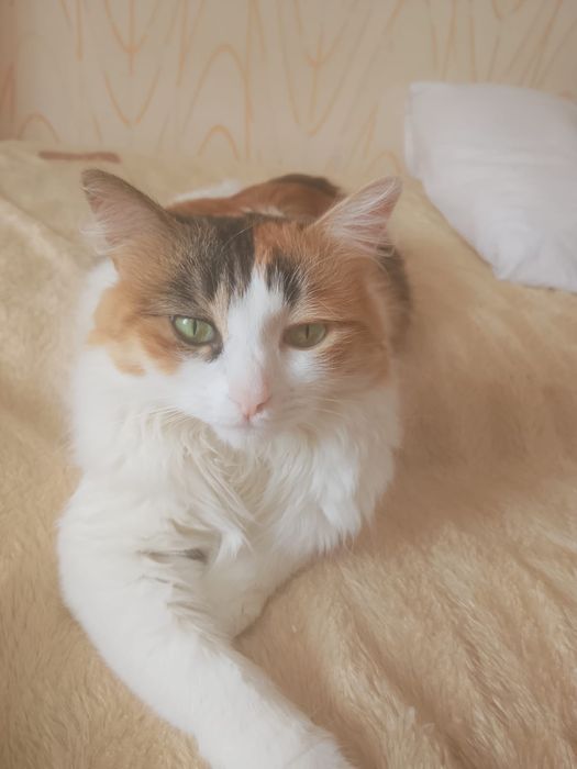 Отдадим в добрые руки