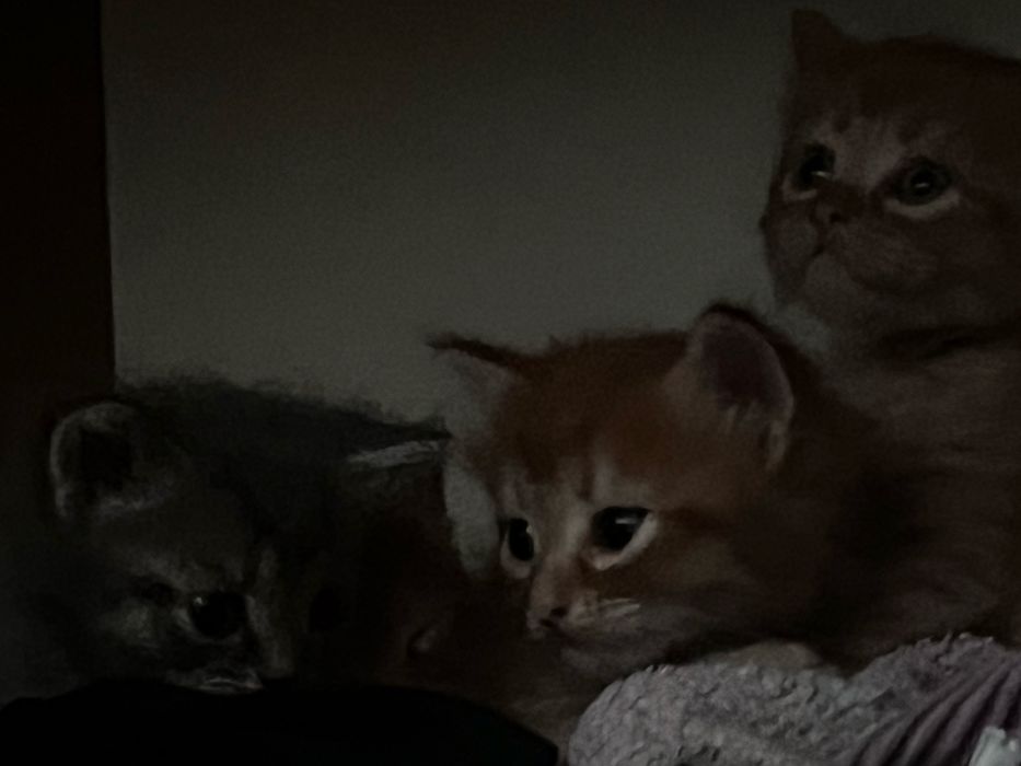 Отдам 4 рыжих котят в добрые руки